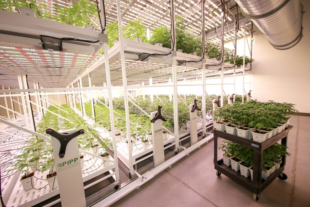 Cultivation Facility at Leafline Labs - Pipp Horticulture