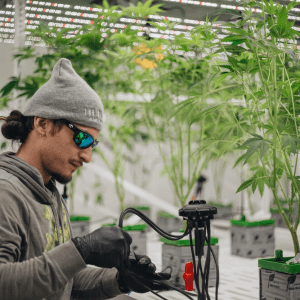 Finding the Best Grow Tray for Your Cultivation Facility