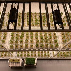 How Pipp Mobile Storage Systems Grew Into The Horticulture Industry