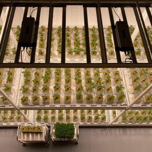 The Future of Cannabis is Growing Vertical