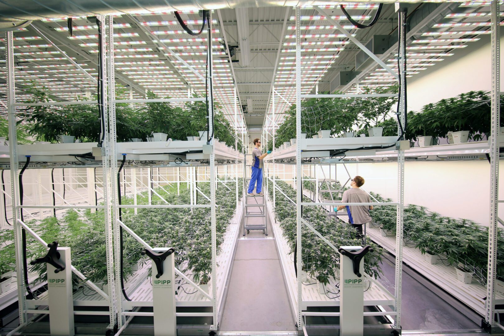Cannabis Flower Room Using Mobile Vertical Grow Racks