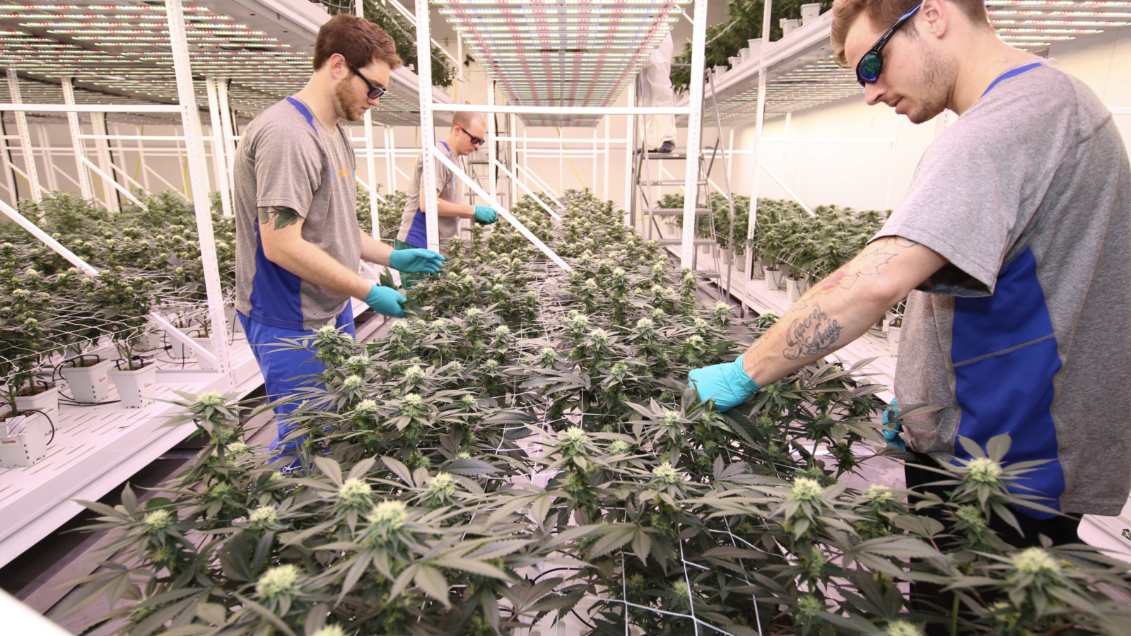Cannabis-Plant-Maintenance-scaled