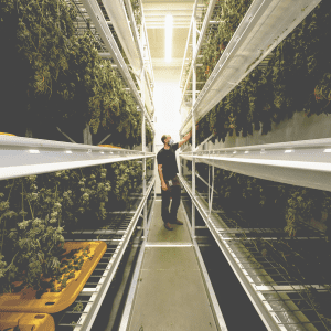 How to Properly Cure and Dry Commercial Cannabis
