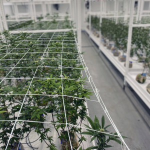 NEW PRODUCT ANNOUNCEMENT: TRAK-FREE&trade; CARRIAGE