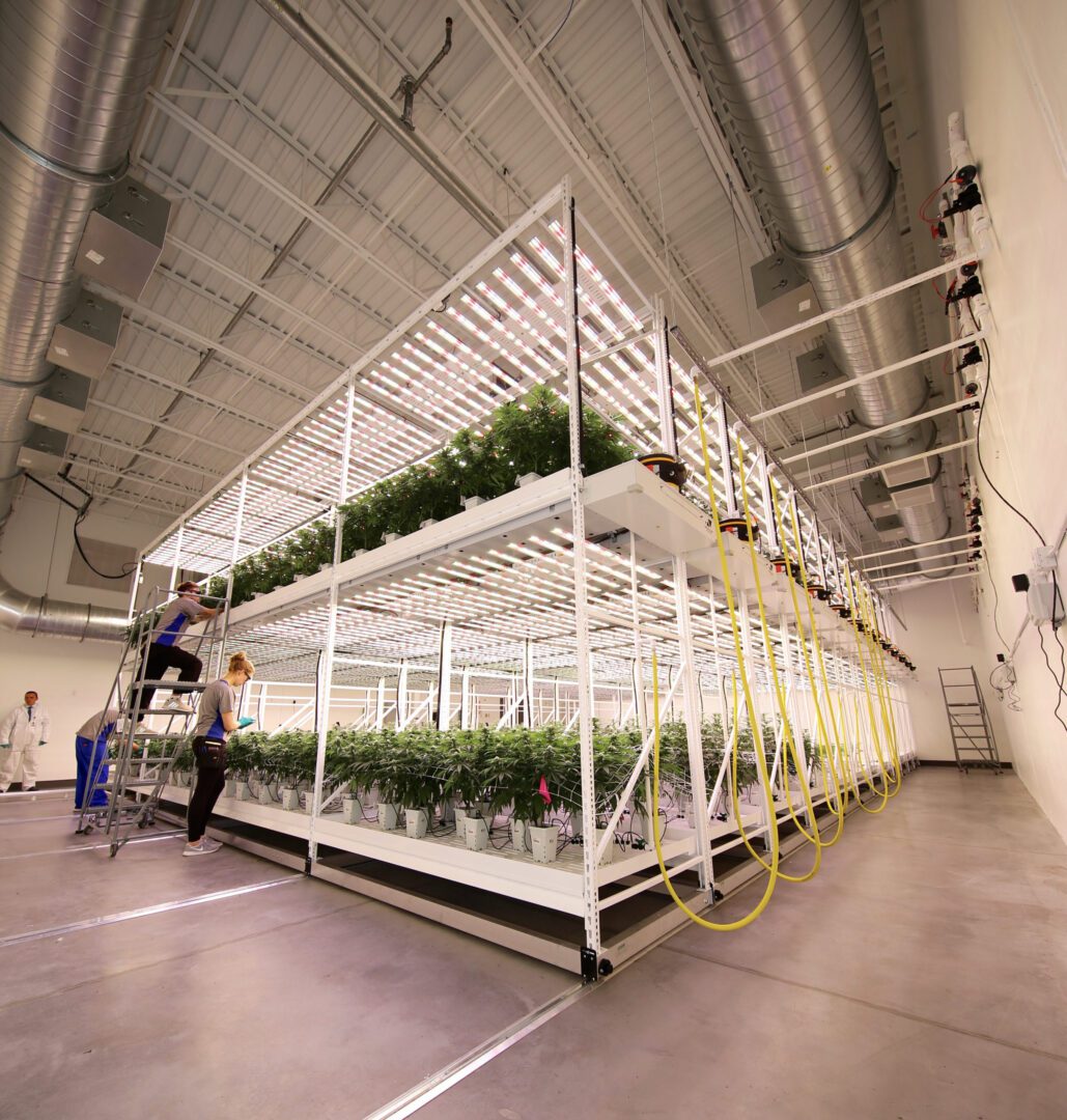 Cannabis Grow Facility Using Multi-Tier Grow Racks with Airflow Solutions by Vertical Air Solutions