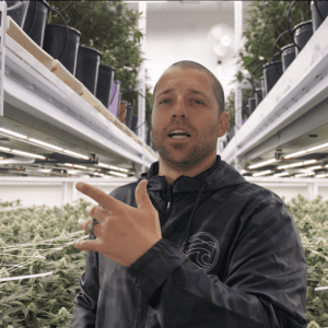 The Effects of Airflow to Your Canopy