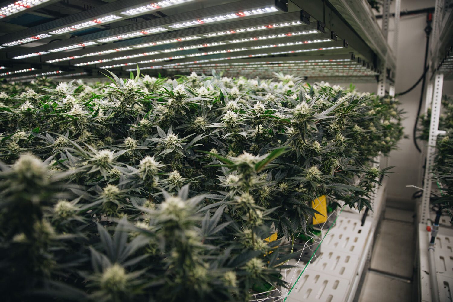 Urban Wellness’ Journey With Vertical Grow Racks