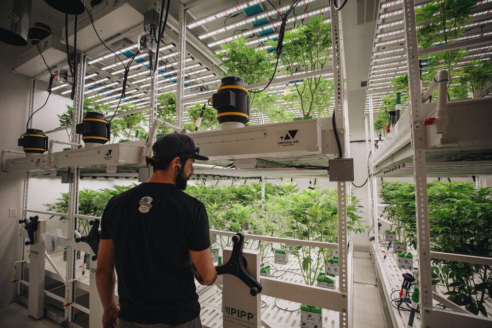 Cannabis Grow Facility Using Multi-Tier Grow Racks with Airflow Solutions by Vertical Air Solutions