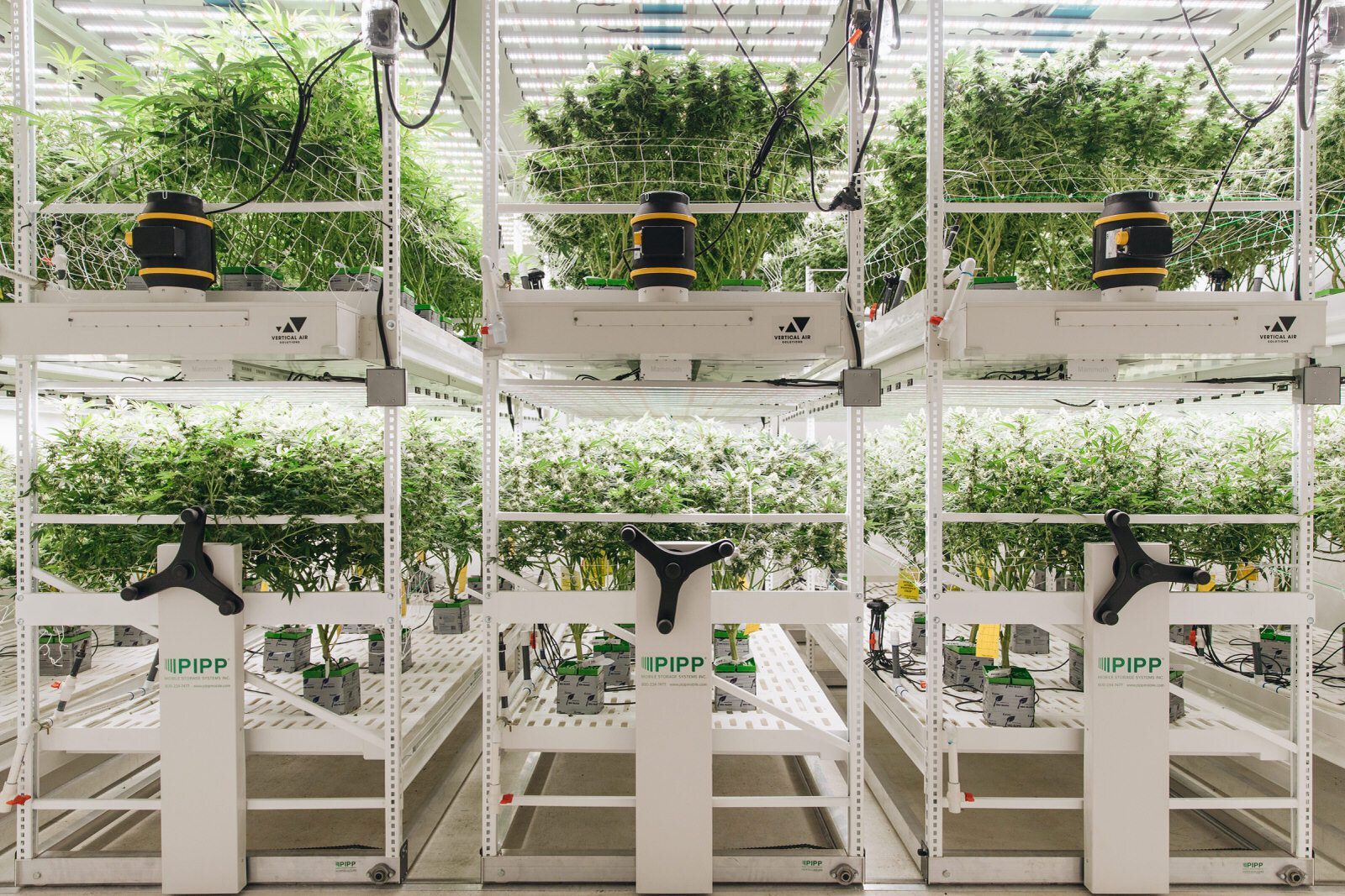 Cannabis Grow Facility Using Multi-Tier Grow Racks with Airflow Solutions by Vertical Air Solutions