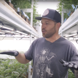 Maximizing Airflow During The Pruning Process