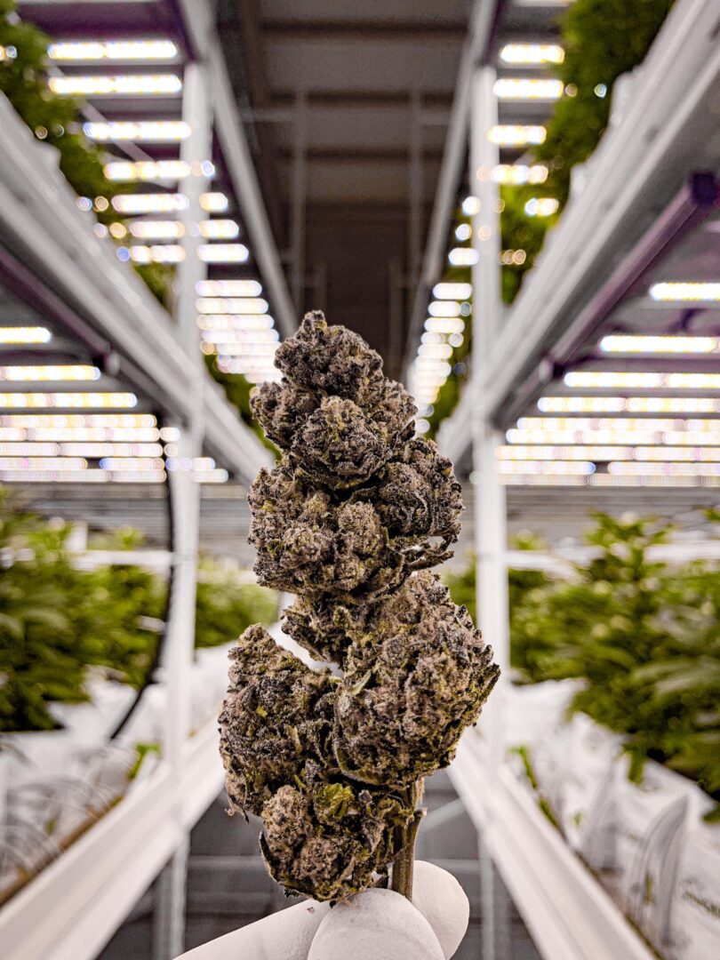 10 Essential Vertical Farming Tools for the Ultimate Grow Room