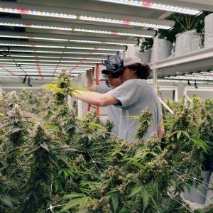 Sanitizing and Cleaning the Cannabis Grow Room: Part II Plants & Substrate