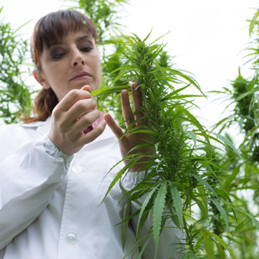 Female scientist in a hemp field checking plants and flowers, alternative herbal medicine concept