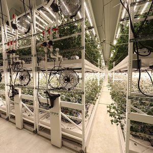 Increasing Your Vertical Farming Canopy – Sozo Health Spotlight