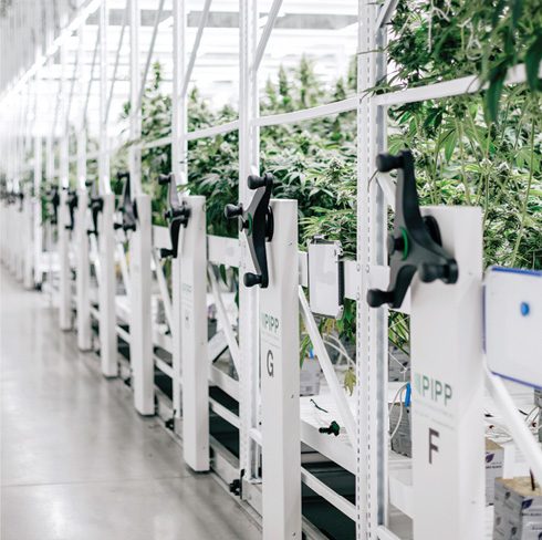 Cannabis Flower Room Using Mobile Vertical Grow Racks