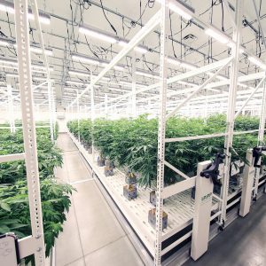 Shifting From Single Level HPS to Multi-Level LED