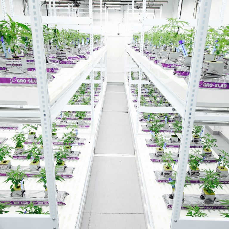 Part II: Implementing A Mobile Multi-Level Cultivation System in Your Facility
