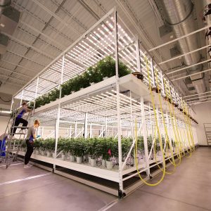 How Pipp Horticulture&rsquo;s Vertical Grow Racks Are Green By Design