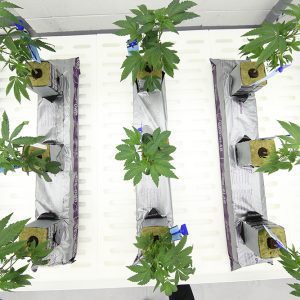Cannabis Curing: 9 Expert Tips to Refine Your Process