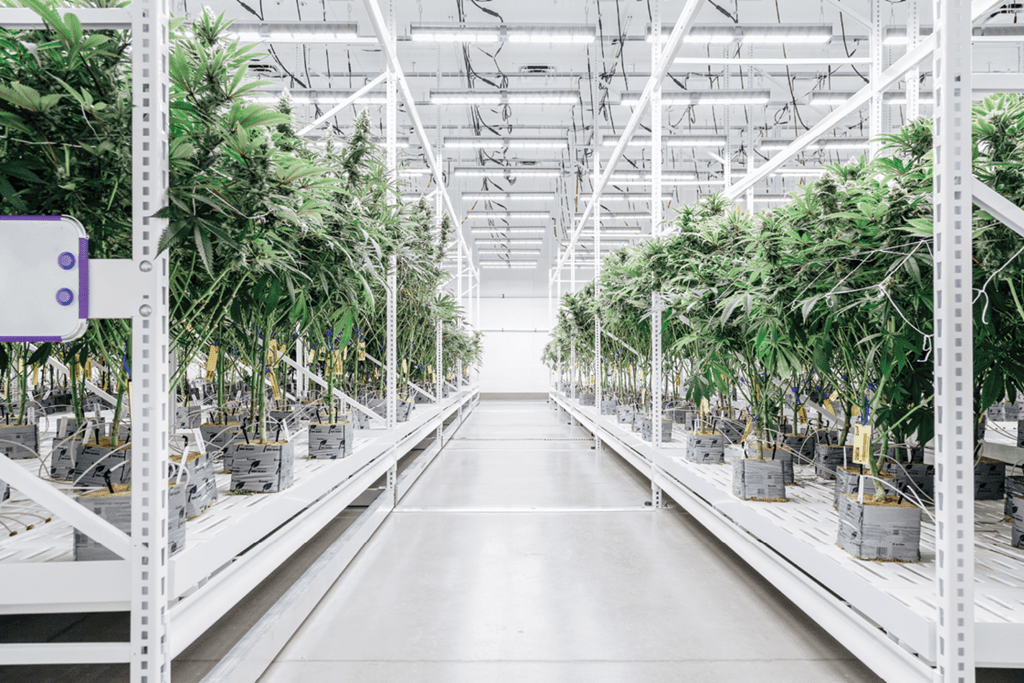 Multi-Tier Grow Racks by Pipp Horticulture