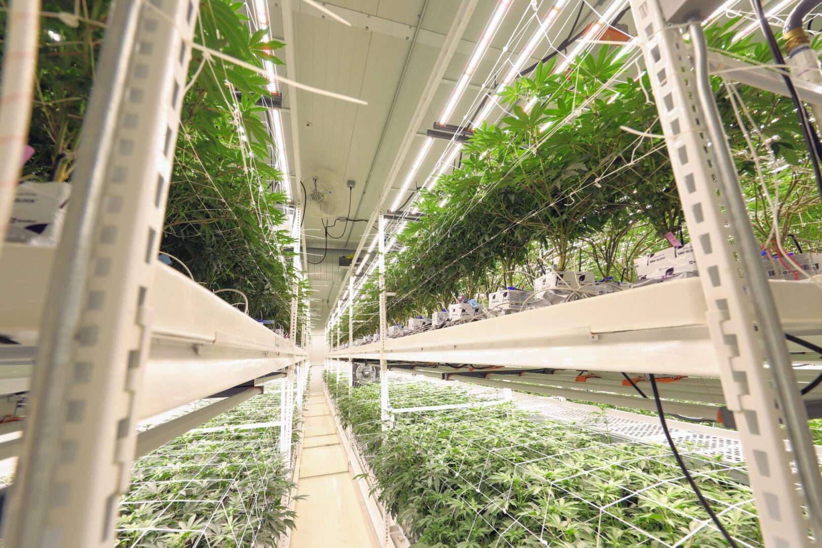Cannabis Grow Trays: Designed For Maximum Performance