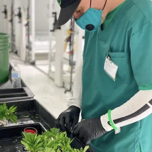 Cultivation at Growth Industries This Year