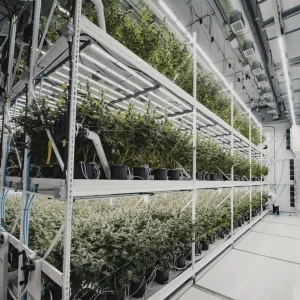 Vertical farming at Candre Cannabis