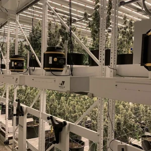 Canopy at Alvarez Cultivation