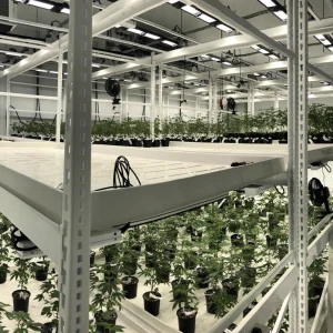 Zion Cultivars Vertical Farming Grow Room