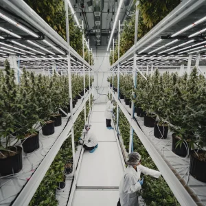 Cultivation at Candre Cannabis