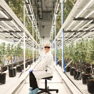 Candre Cannabis Cultivation