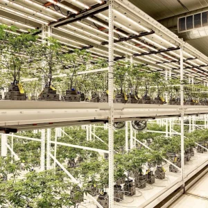 Pipp Horticulture Mobile Vertical Grow Racks