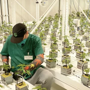 Cultivating on Greenhaus Grow Trays at Growth Industries