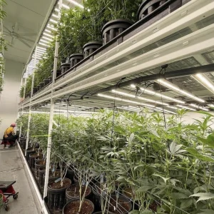 Over 9000 Plants on Display at Leaf California