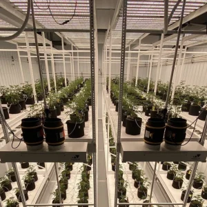 Pipp Horticulture Mobile Vertical Grow Racks