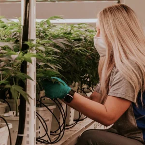 Cultivation Team at Leafline Labs