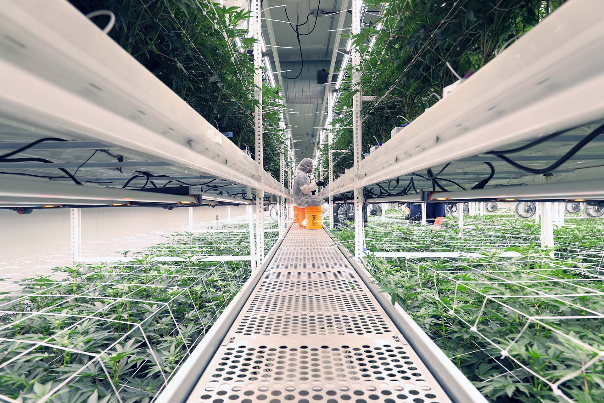 FAQ’s - Vertical Farming News - Pipp Horticulture