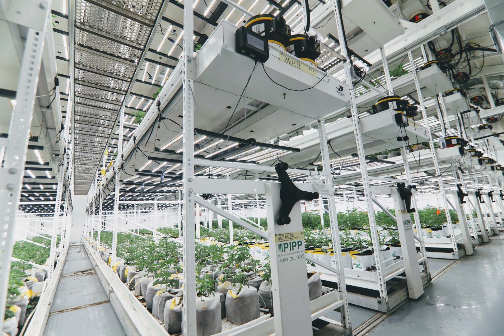 Vertical Grow System Cannabis Cultivation Pipp Hortilculture