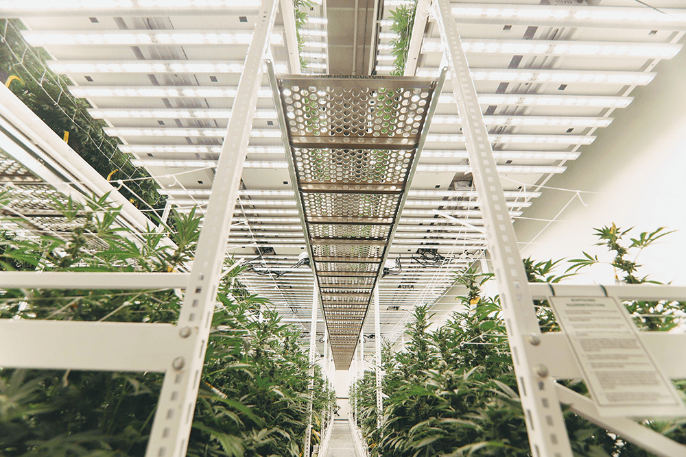 Cultivating With 3 Tiers of Vertical Farming With Pipp Horticulture – TRU Infusion Spotlight