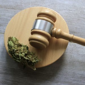 8 Important Steps To Take After Receiving Your Commercial Cannabis Grow License