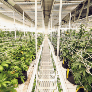 Gain Canopy Square Footage Without Sacrificing Quality