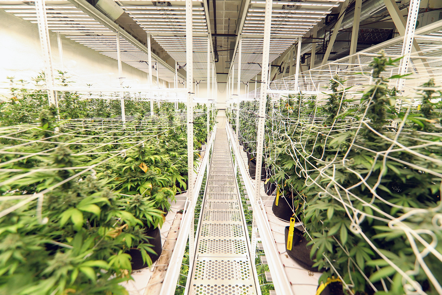 Gain Canopy Square Footage Without Sacrificing Quality