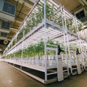 How Oakfruitland Elevated Their Cultivation With Vertical Farming