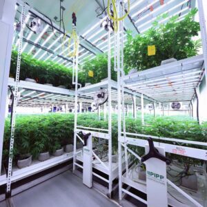 9 Common Grow Room Problems to Avoid