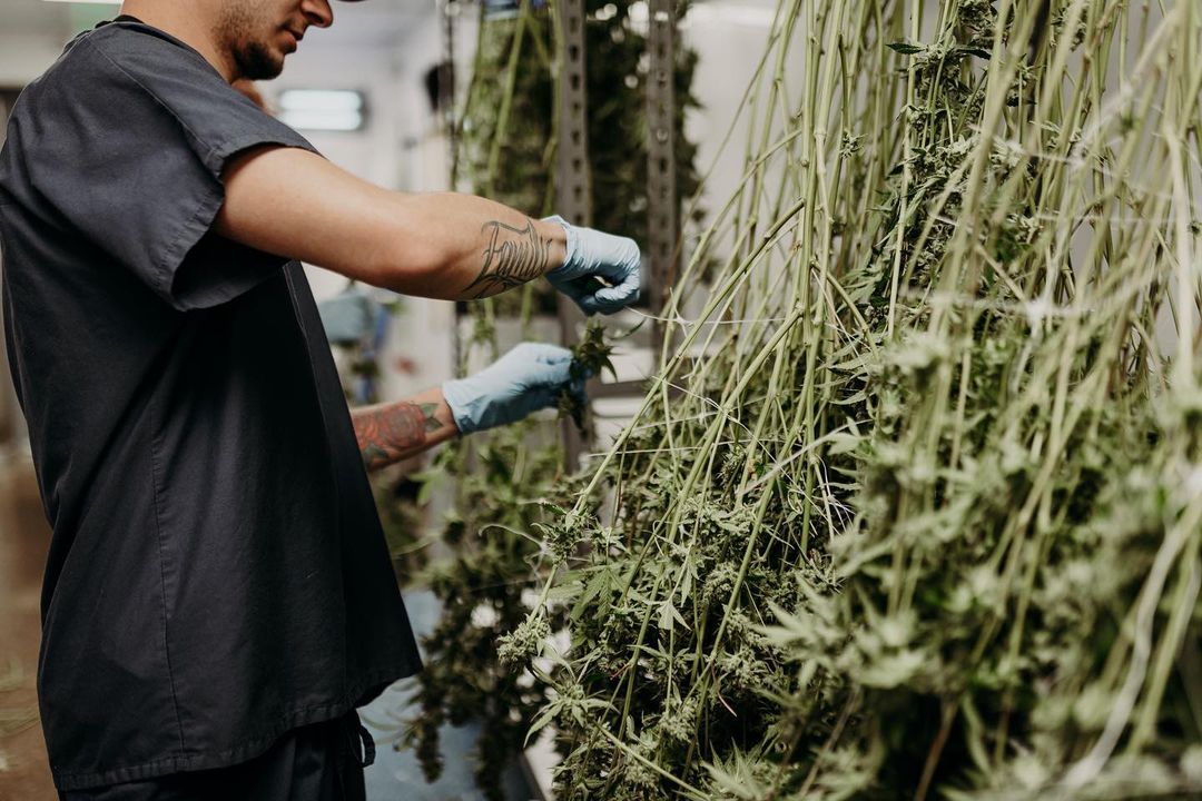 Drip-To-Dray Cannabis Grow Trays