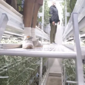 Pipp Horticulture Introduces New ELEVATE™ Platform System