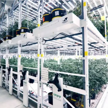 Harvest AZ utilizing VAS Airflow Solutions for Cannabis with Pipp Grow Racks