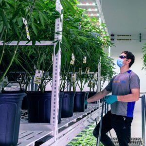 Pipp Horticulture Cannabis Mother Room
