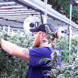 Pipp Horticulture at Culta