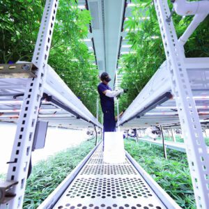 Trimming Second Level Grow Racks with ELEVATE by Pipp Horticulture at Culta